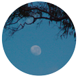 TreeMoon