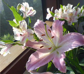 lilies lilies