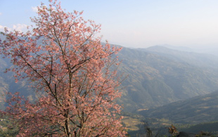 tree in bloom in the Himalayan mountains