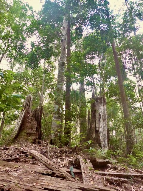 fallen old tree